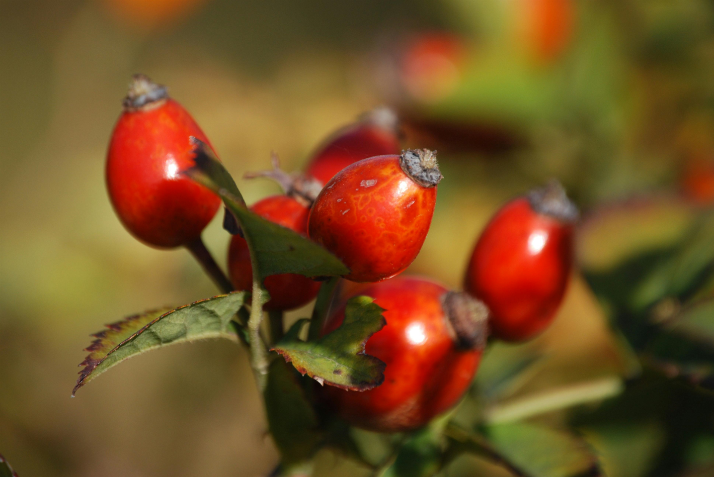 Rosehip Benefits For The Skin